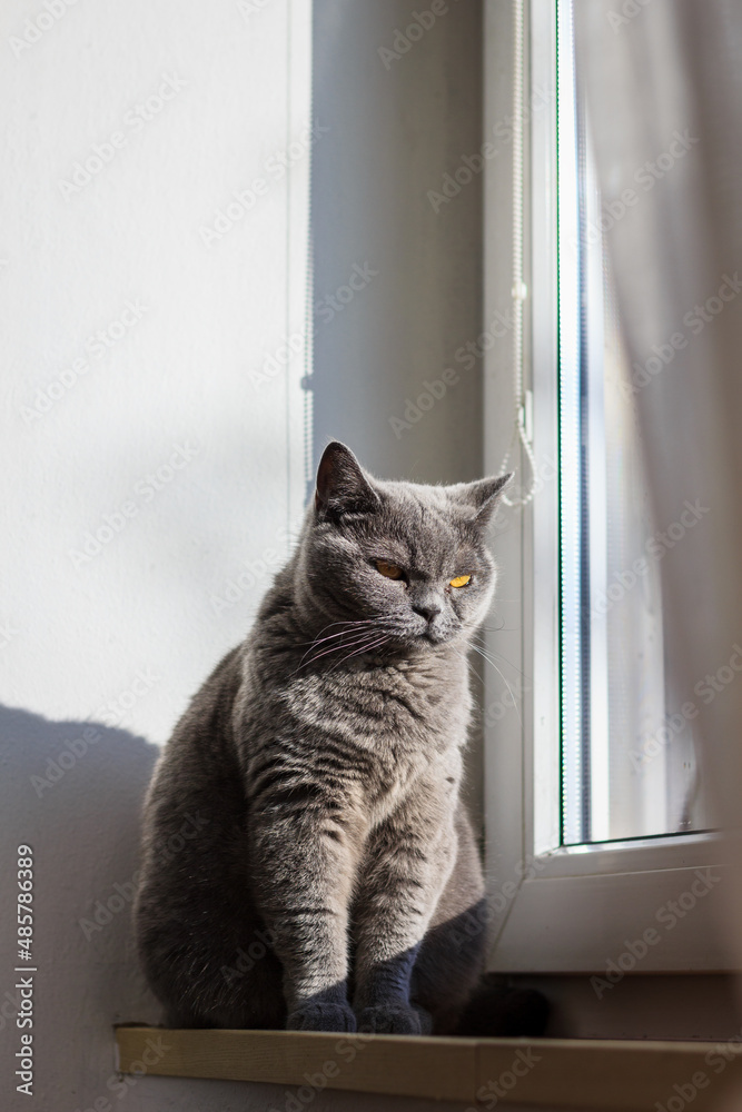 Bored cat sitting at window sill. Gray british shorthair cat