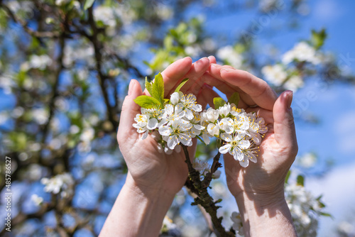 Blossom in female farmers hand. Blooming plum tree in spring. Gardening in orchard