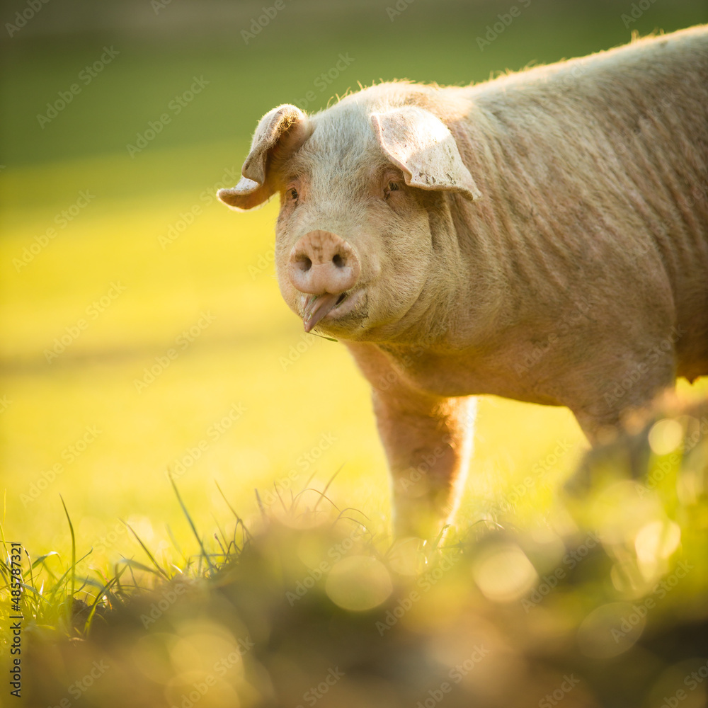 Fototapeta premium Pigs eating on a meadow in an organic meat farm - wide angle lens shot