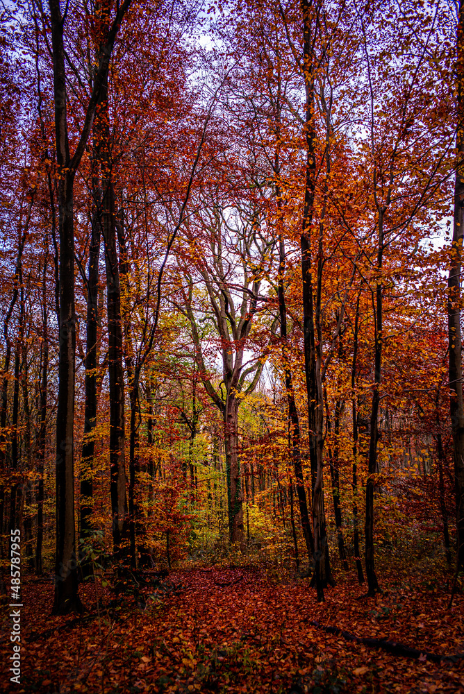 Fototapeta premium defaut