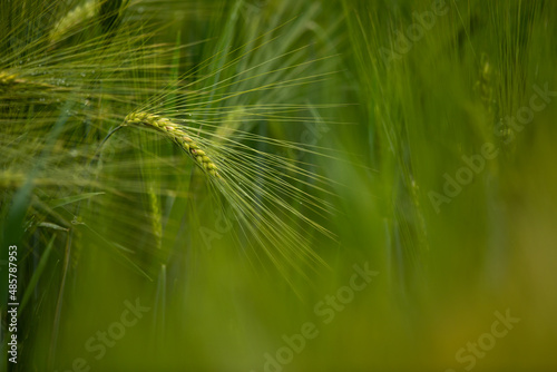 Single green barley plant against dark background. Barley grain is used for flour, barley bread, barley beer, some whiskeys, some vodkas, and animal fodder. Selective focus, space for text