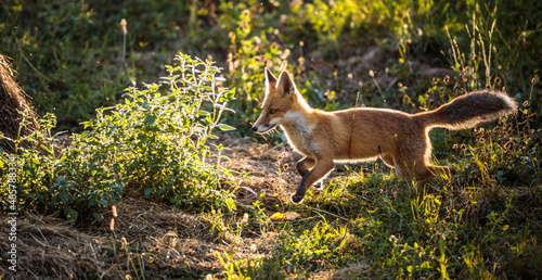 Red fox in its natural habitat - wildlife shot