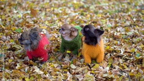 Three funny warmly dressed chihuahuas under the falling autumn leaves. The dogs are dressed in bright clothes - handmade pullovers. Winter is coming.