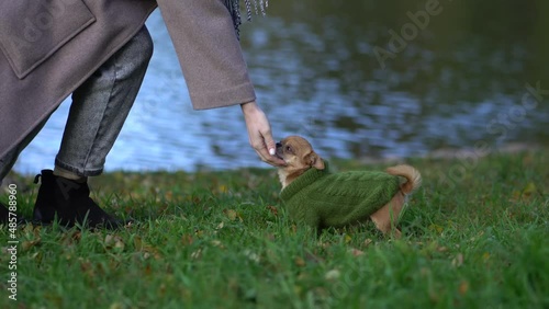 A small dog (chihuahua), dressed in a green knitted pullover, runs to his owner in park.