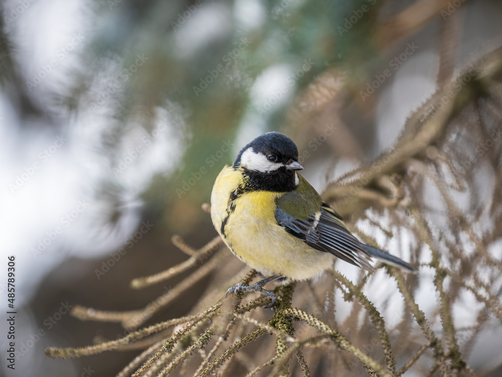 Fototapeta premium Cute bird Great tit, songbird sitting on the fir branch