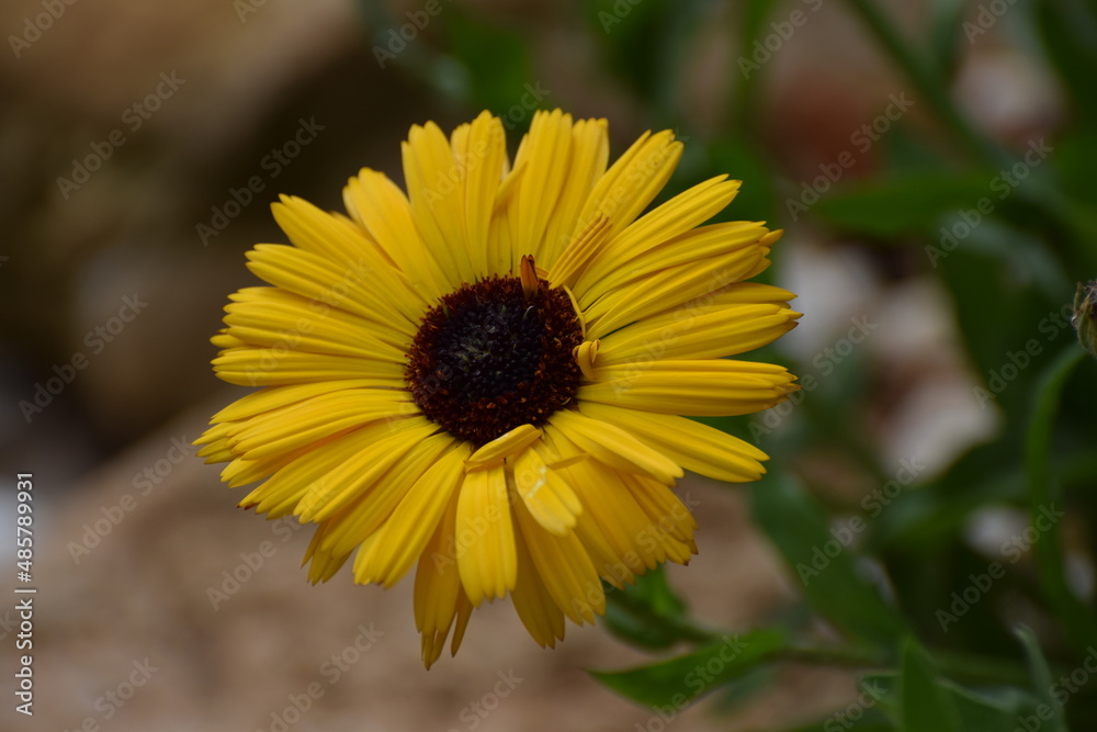 Obraz premium yellow flower