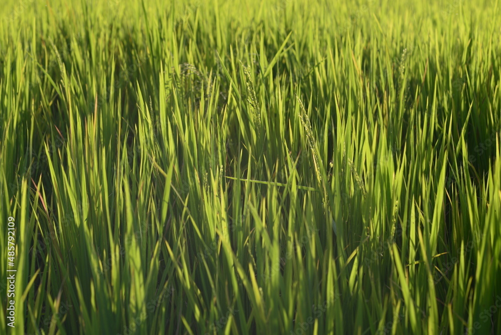 green grass in the wind green grass in the wind