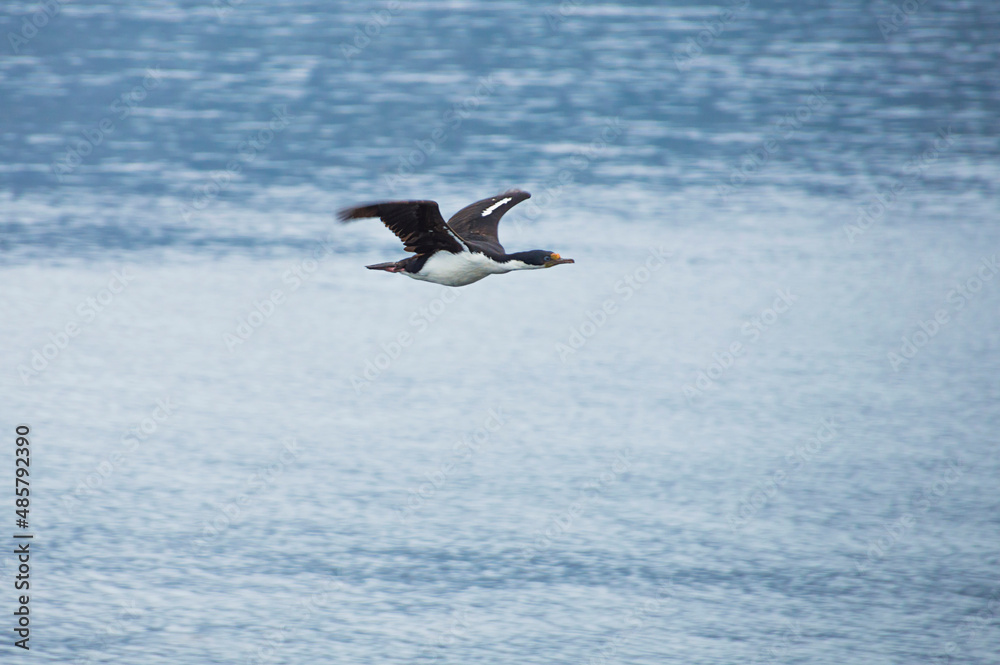 Cormorant flying in the Beagle Channel, Ushuaia, Tierra Del Fuego, Argentina, South America