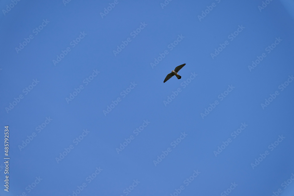 common kestrel, Falco tinnunculus, hovering over its prey