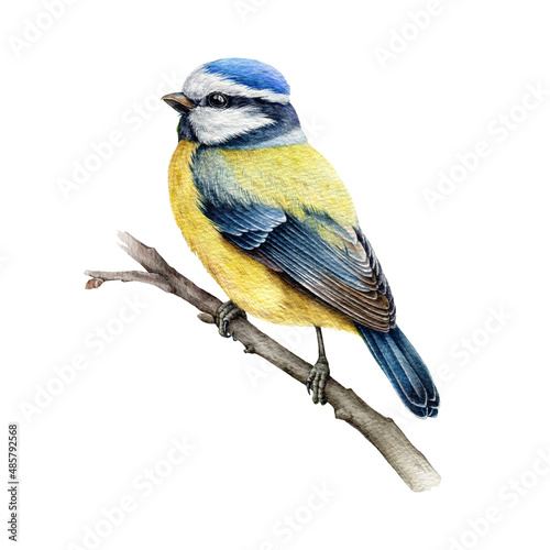 Blue-tit bird on the branch. Watercolor illustration. Hand drawn cute tiny titmouse with yellow and blue feathers. Small european bird watercolor element. Blue-tit avian on white background