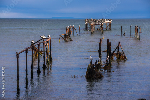 Cormorant colony on the old pier at Punta Arenas, Magallanes and Antartica Chilena Region, Chilean Patagonia, Chile, South America photo