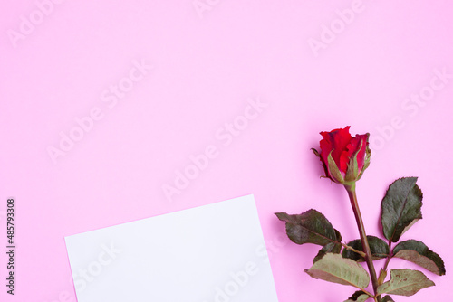 White greeting card and red rose on pink background