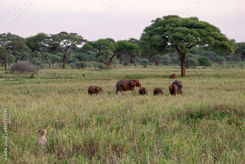 Cheetah hidden in the tall grass with Elephants in the background