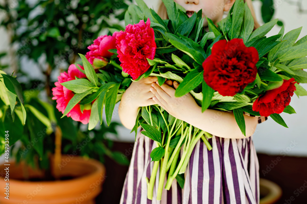 Close-up of huge bouquet of blossoming red and pink peony flowers holding in hands of little toddler girl. Close up of blooming flower arrangement. Child with peonies for mother or birthday. Close-up of huge bouquet of blossoming red and pink peony flowers holding in hands of little toddler girl. Close up of blooming flower arrangement. Child with peonies for mother or birthday.