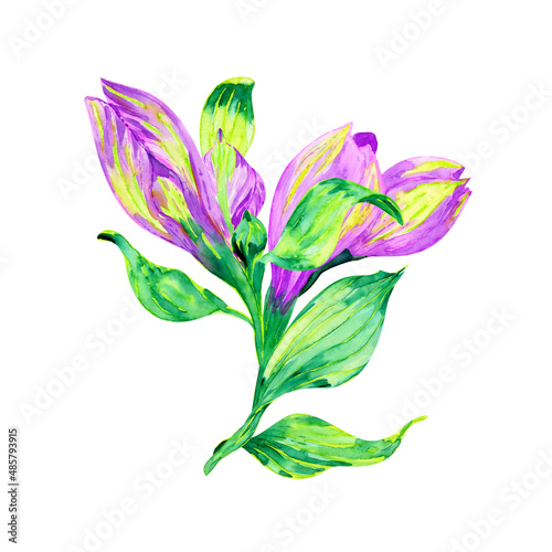 Fototapeta Naklejka Na Ścianę i Meble -  Beautiful watercolor Alstroemeria flower, isolated on white, botanical drawing, purple buds, floral illustration 
