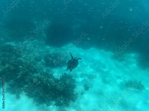scuba diver in the sea
