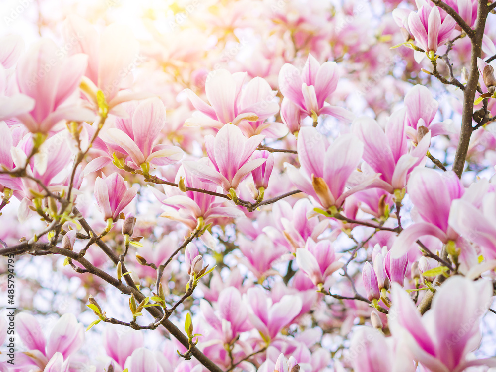 Obraz premium Branch magnolia pink blooming tree flowers in soft light. Purple tender blossom Magnoliaceae soulangeana in sunny spring day in garden Spring time Natural floral background. Botanical garden concept