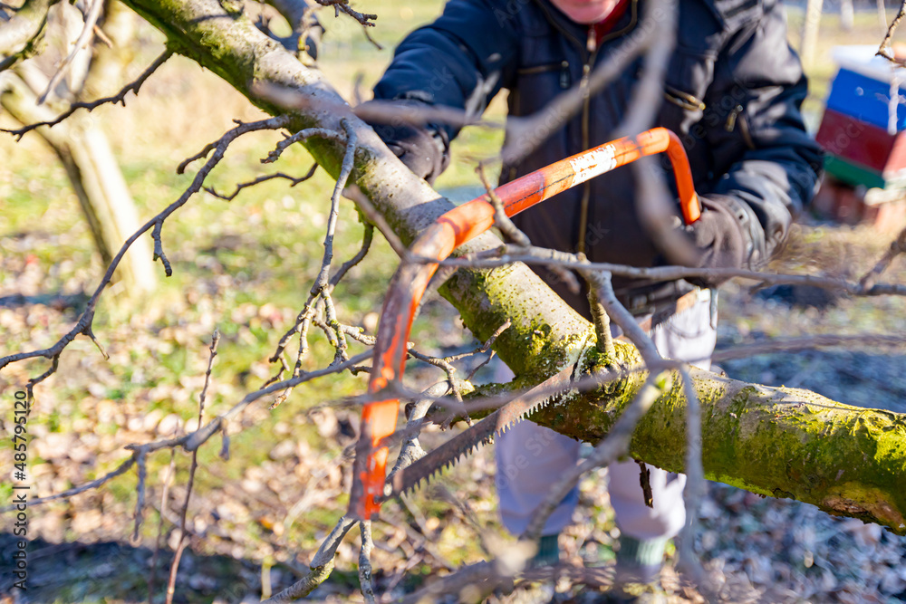 Gardener is cutting branch, pruning fruit tree, with hand using bow saw Gardener is cutting branch, pruning fruit tree, with hand using bow saw