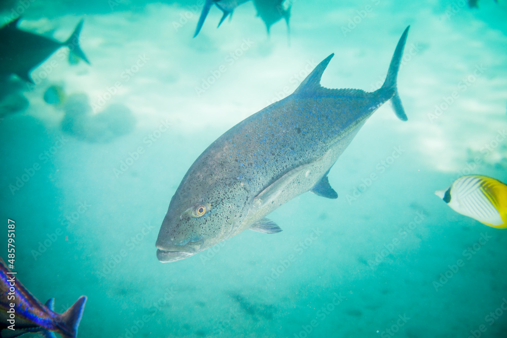 Fototapeta premium Underwater photo of a Bluefin Trevally aka Bluefin Kingfish (Caranx melampygus) in Muri Lagoon, Rarotonga, Cook Islands