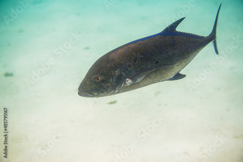 Underwater photo of a Bluefin Trevally aka Bluefin Kingfish  Caranx melampygus  in Muri Lagoon  Rarotonga  Cook Islands