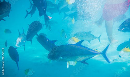 Underwater photo of a snorkeler surrounded by fish in Muri Lagoon, Rarotonga, Cook Islands photo