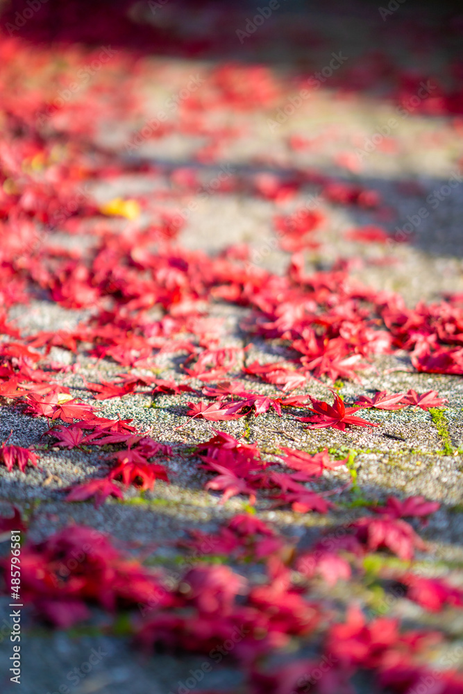 Fototapeta premium Roter Ahorn im Herbst 