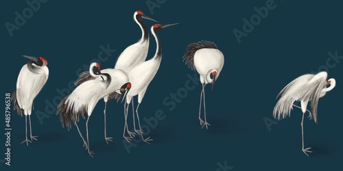 White cranes, dark blue background. Abstract watercolor paint background grunge texture. Interior Wallpaper. Mural for the walls, fresco for the room, interior grunge style