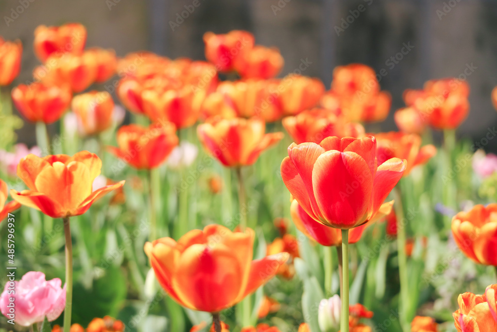 A vibrant and beautiful orange - red color of tulips flowers blooming during spring season 