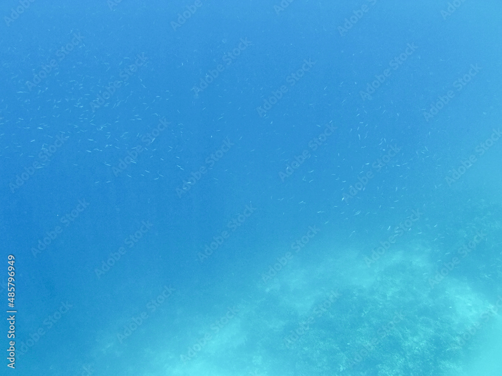 A blue background photo of under water deep blue sea landscape with small fish swimming around from snorkeling diving A blue background photo of under water deep blue sea landscape with small fish swimming around from snorkeling diving