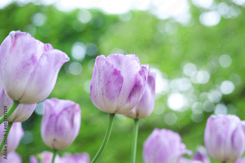 Fototapeta premium Close up of beautiful delicate of purple pastel color of bud of tulips in garden with greenery nature bokeh background during blooming season in spring time