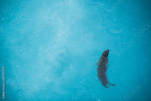 Marine wildlife background with copy space, a seal in the blue glacial waters of Jokulsarlon Glacier Lagoon, South Region (Sudurland), Iceland