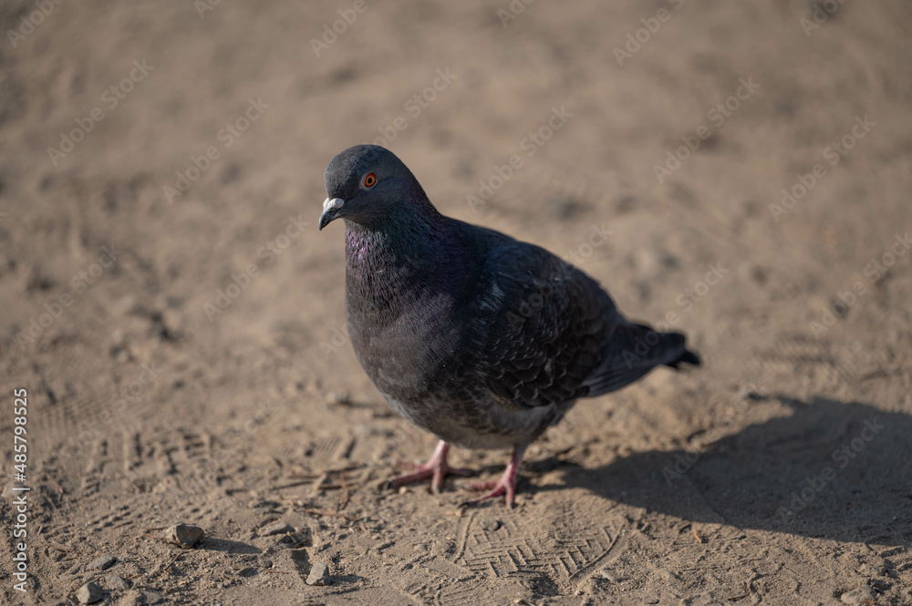 鳩 鳩