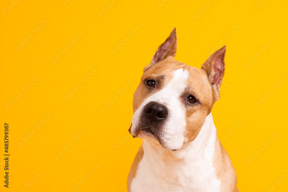dog American Staffordshire Terrier tilted his head to one side on a yellow background