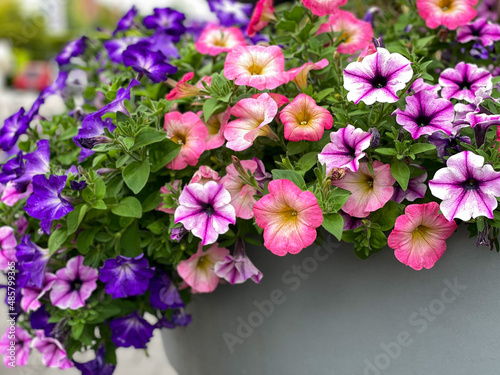 Colourful mixed petunia flowers in vibrant pink and purple colors in decorative flower pot close up, floral wallpaper background with blooming petunias