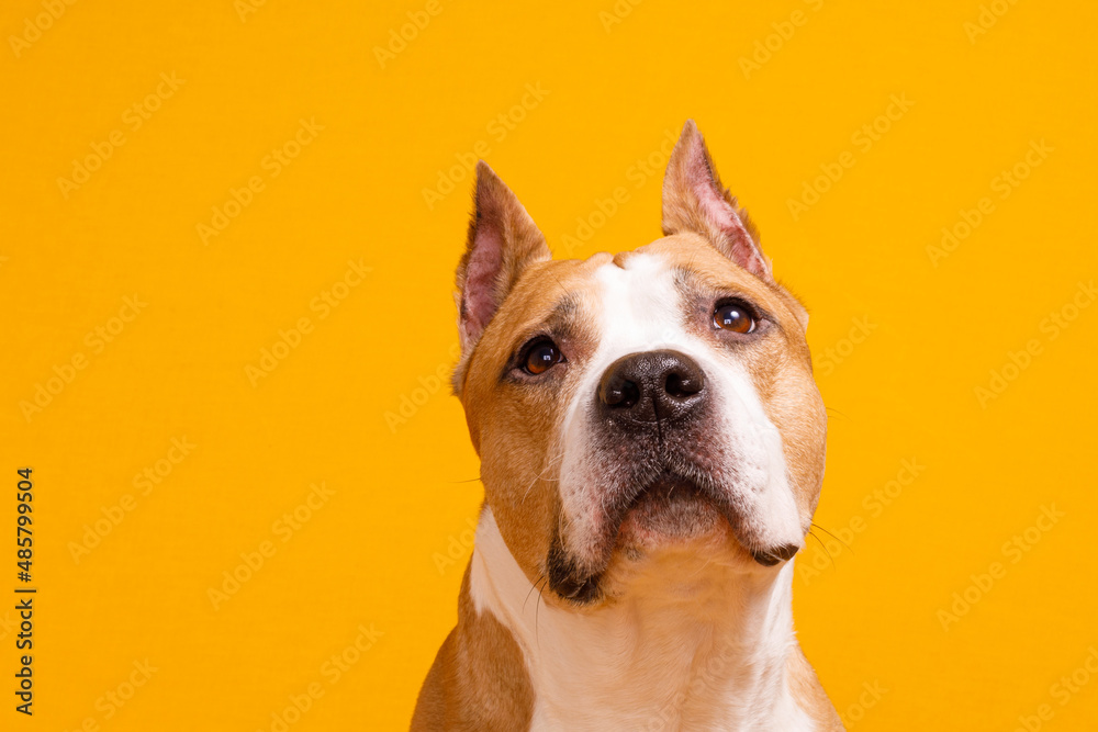 dog american staffordshire terrier looking up on yellow background