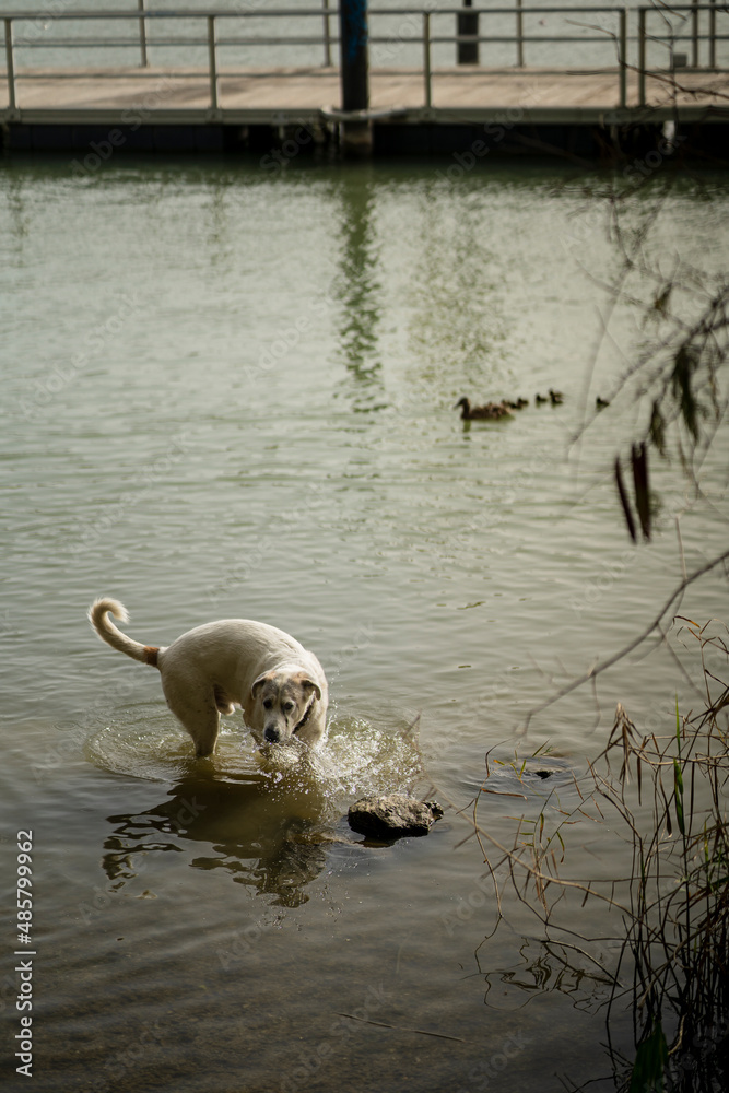 Perro en el agua persiguiendo bandada de patos sobre el agua Perro en el agua persiguiendo bandada de patos sobre el agua