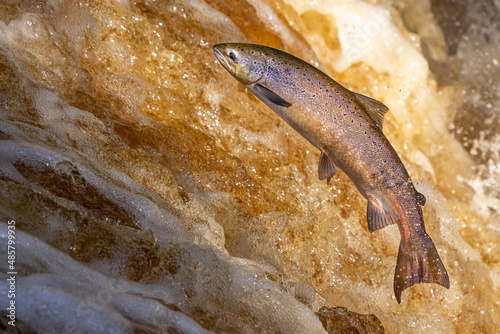 Atlantic Salmon leaping upstream during Salmon Run, UK photo