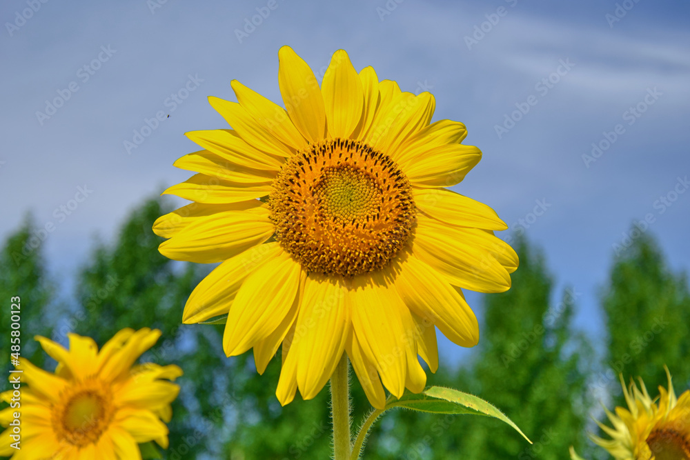 Close-up of bright yellow sunflower against blue sky and field. Close-up of bright yellow sunflower against blue sky and field.