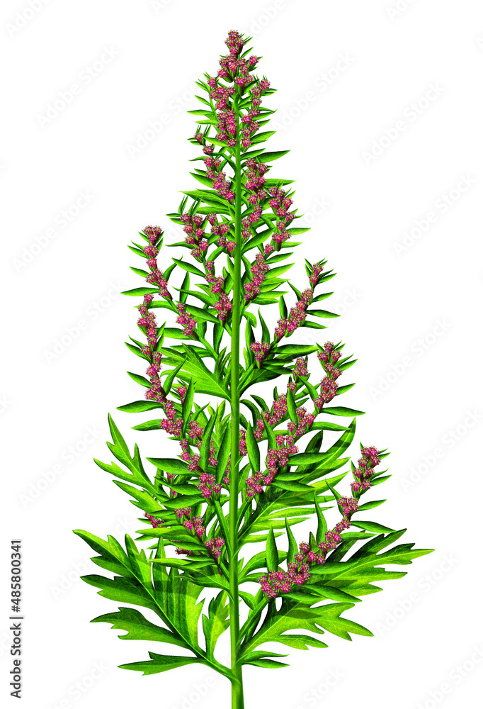 Green plant with red pink flowers
