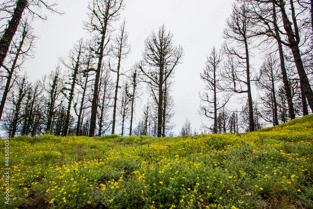 Obraz premium Burned forest in Caldera De Taburiente Nature Park, La Palma Island, Canary Islands, Spain