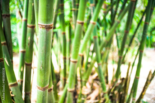 Bamboo in the jungle at Bukit Lawang, Gunung Leuser National Park, North Sumatra, Indonesia, Asia, background with copy space photo