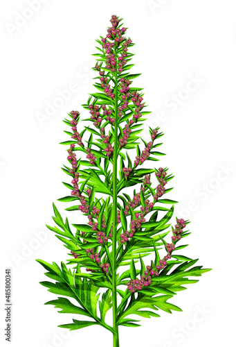Green plant with red pink flowers
