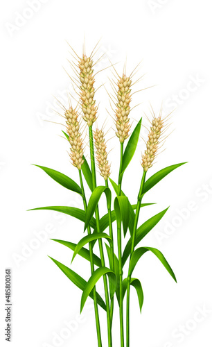 green plant with hairy flowers