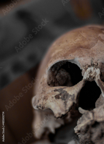 close up of a skull