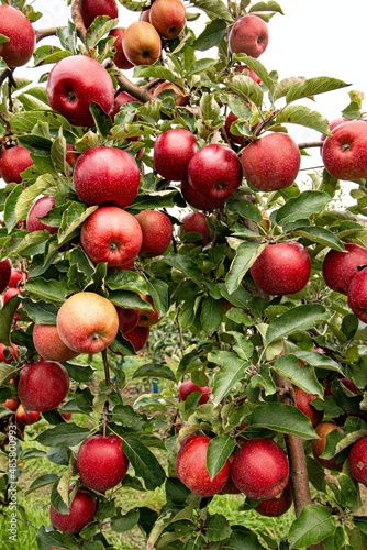 red apples on a tree