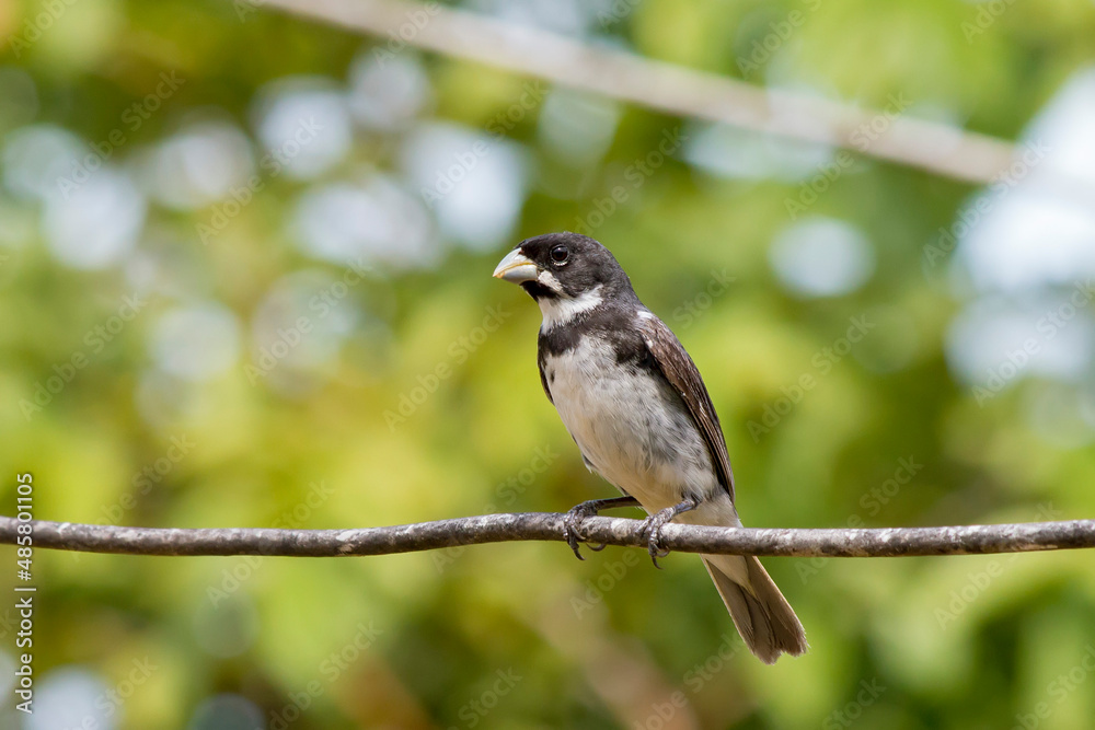 Double-collared Seedeater Double-collared Seedeater
