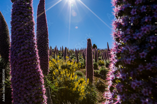 Sunset between Tajinastes in Caldera De Taburiente Nature Park, La Palma Island, Canary Islands, Spain photo