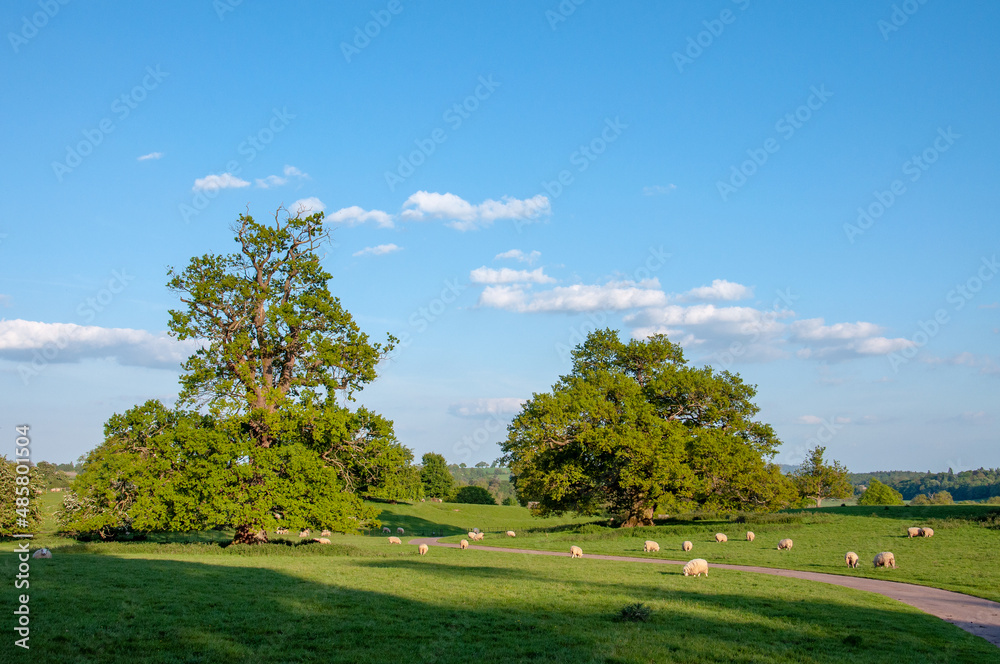 landscape with trees