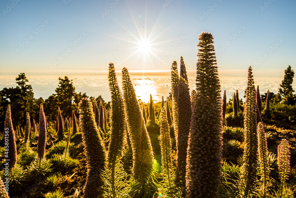 Sunset between Tajinastes in Caldera De Taburiente Nature Park, La Palma Island, Canary Islands, Spain