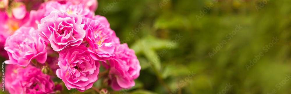 Pink rose flowers on the rose bush in garden ready postcard, wallpaper banner.